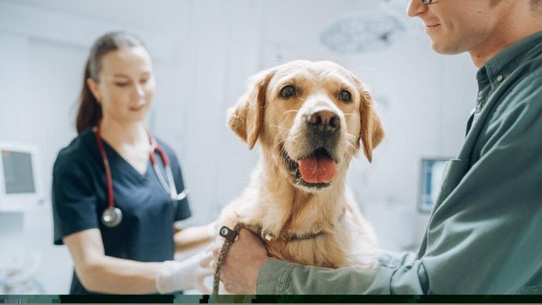 What to Look for in a Veterinary Autoclave